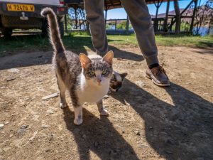 Cats at Lake Oanob Resort, Rehoboth, Namibia, Africa