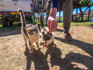 Cats at Lake Oanob Resort, Rehoboth, Namibia, Africa