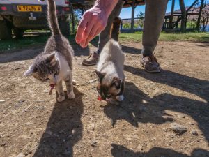 Cats at Lake Oanob Resort, Rehoboth, Namibia, Africa