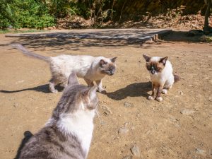 Cats at Lake Oanob Resort, Rehoboth, Namibia, Africa