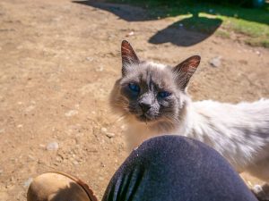 Cats at Lake Oanob Resort, Rehoboth, Namibia, Africa
