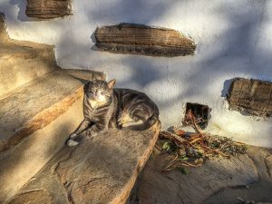 Cat at Trans-Kalahari Inn, Windhoek, Namibia, Africa