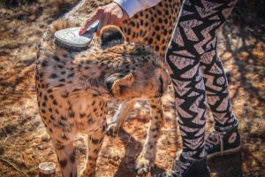 Ella with cheetah at Naankuse Wildlife Sanctuary