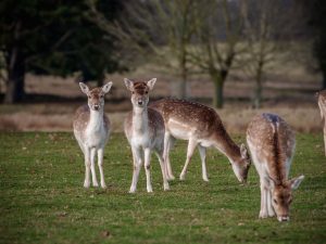 Fallow deer in Tatton Park, UK