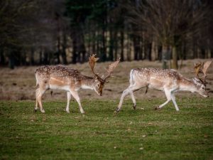 Fallow deer in Tatton Park, UK