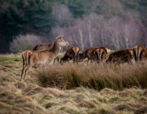 Red deer in Tatton Park, UK