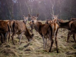 Red deer in Tatton Park, UK