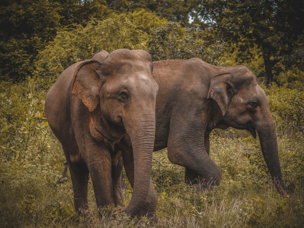 Elephants on safari in Udawalawe national park, Sri Lanka