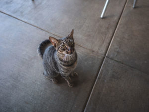 Cat at Pagua Bay House, Marigot, Dominica