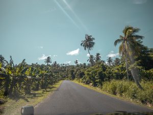 Driving through Forests in Dominica, The Caribbean