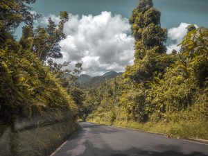 Driving through Forests in Dominica, The Caribbean