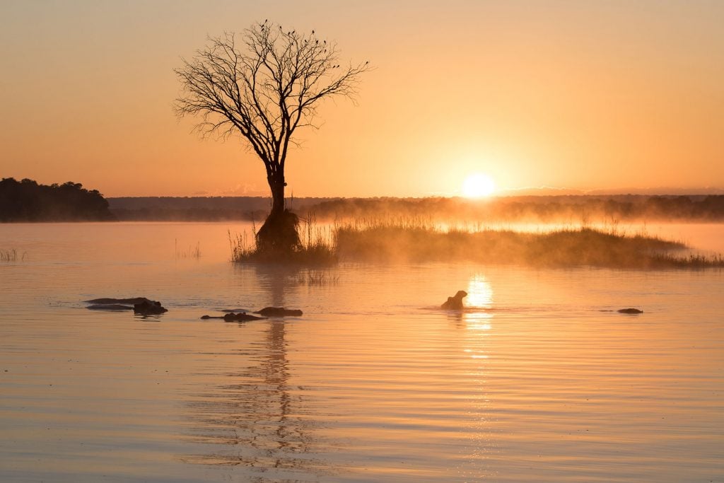 Hippo in Zambezi River, Africa