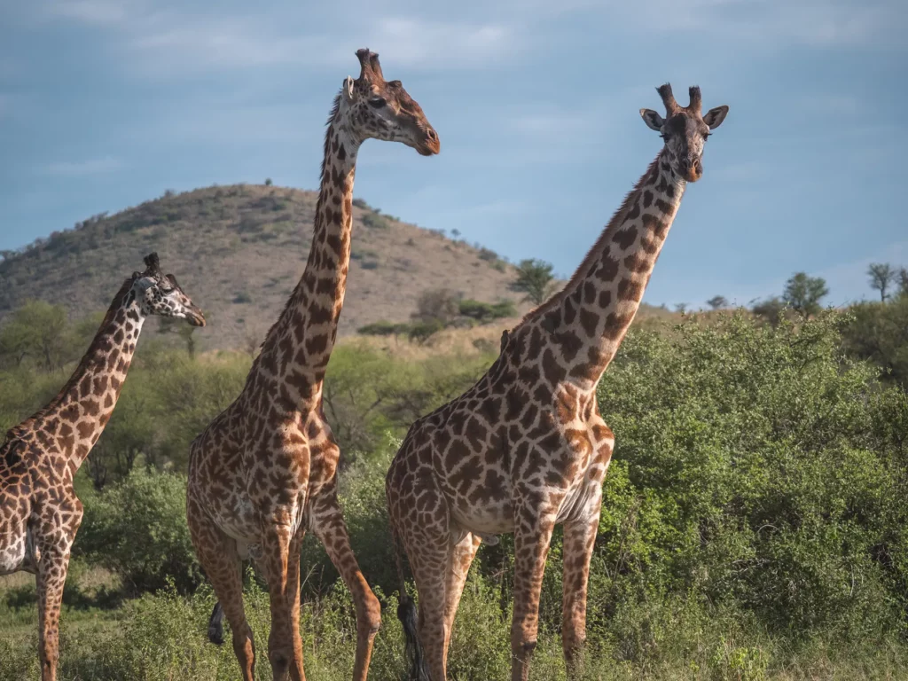 Giraffes in Serengeti Tanzania