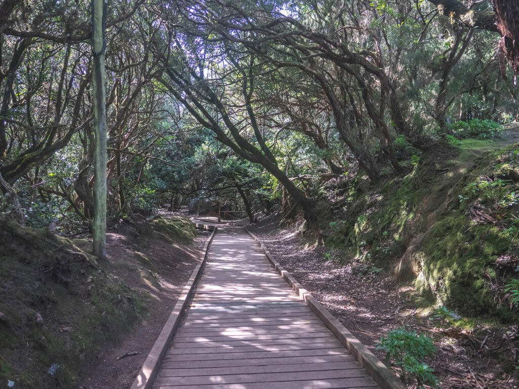 Cloud Forests in Anaga Rural Park, Tenerife