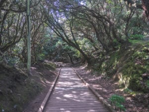 Cloud Forests in Anaga Rural Park, Tenerife