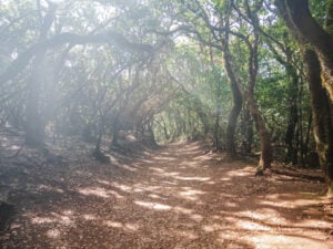 Cloud Forests in Anaga Rural Park, Tenerife