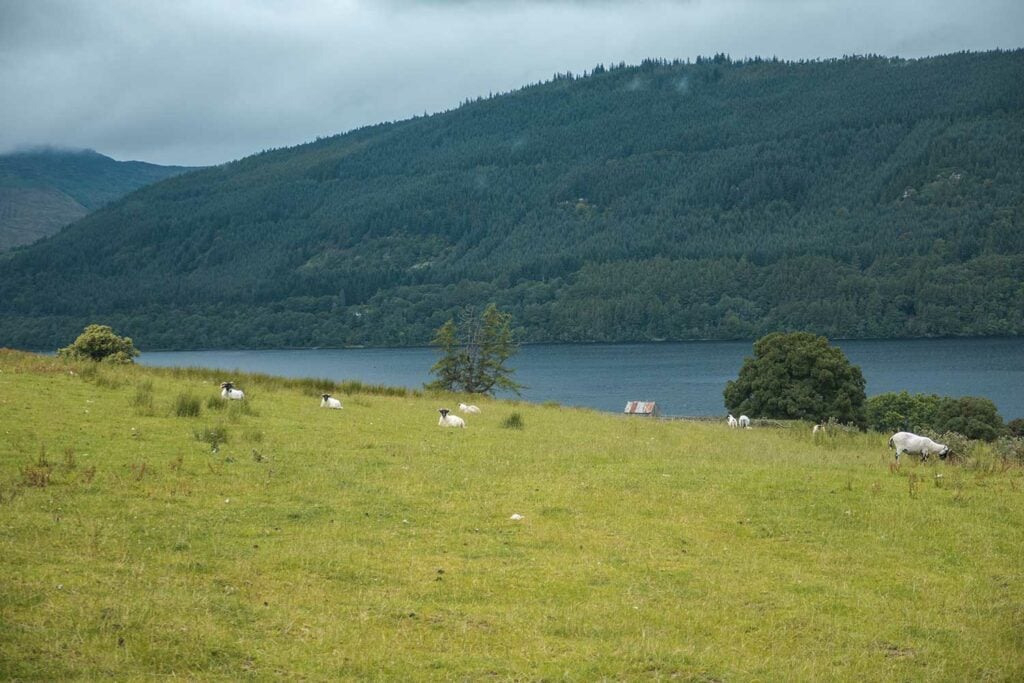 Sheep near the Falls of Acharn, Loch Tay, Scotland