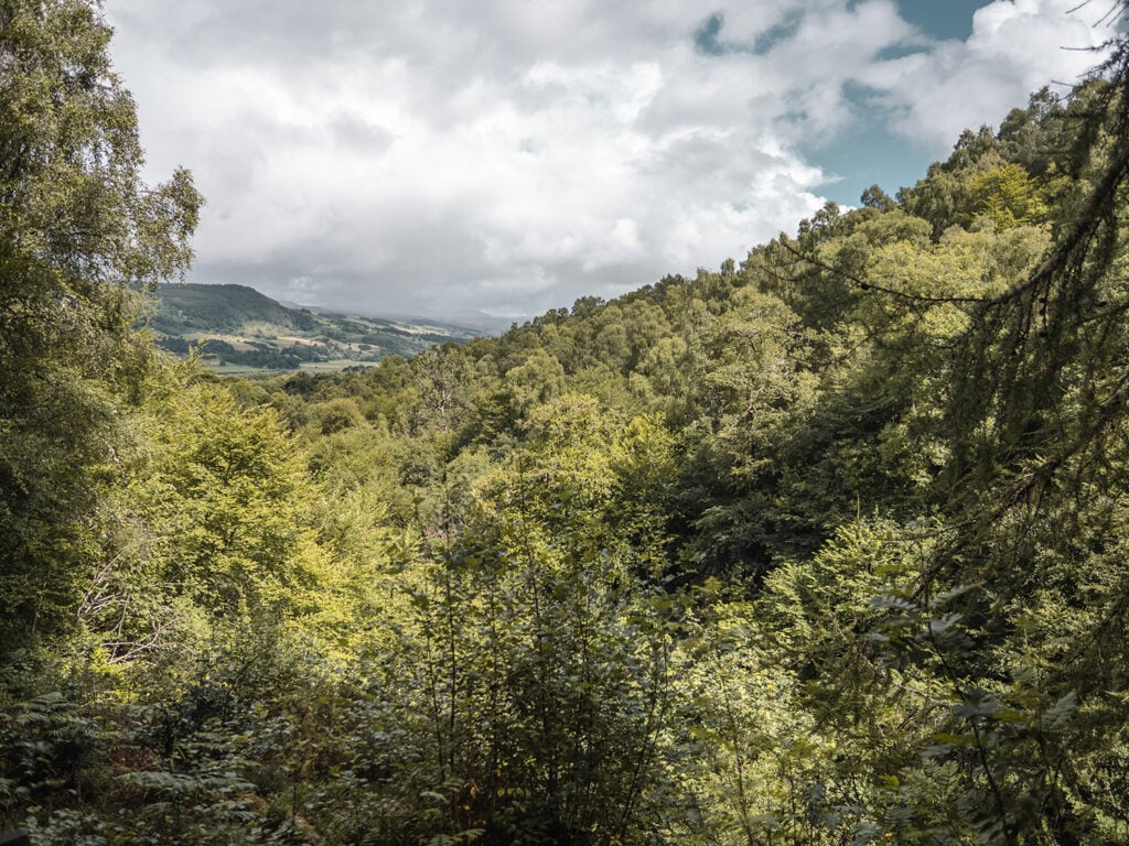 The view of the birch trees and surrounding forest from the highest elevation point on the walk
