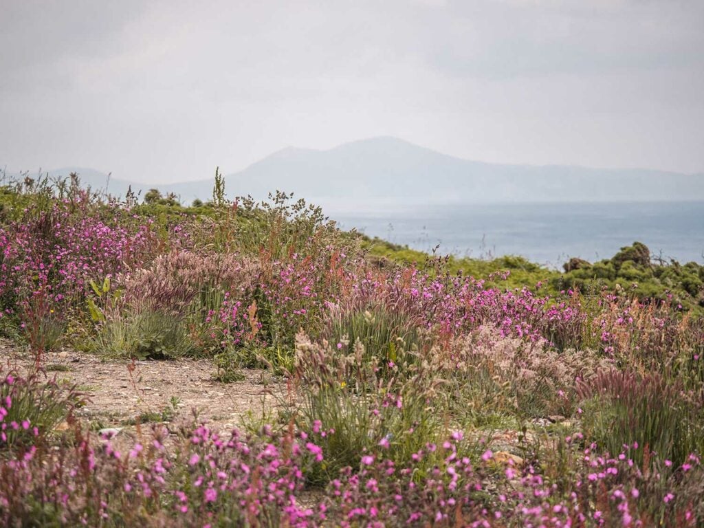 Wild Flowers on South Stack Cliffs, Anglesey, Wales