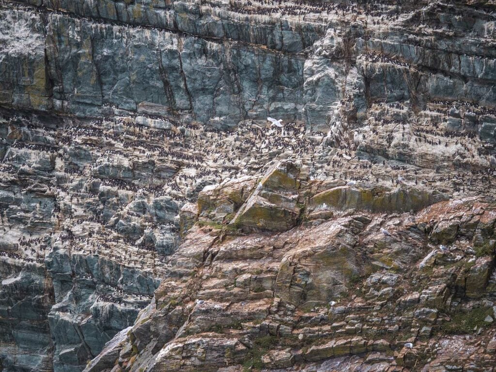 Razorbills and Gulls on South Stack Cliffs, Anglesey, Wales