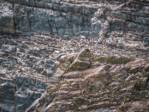 Razorbills and Gulls on South Stack Cliffs, Anglesey, Wales