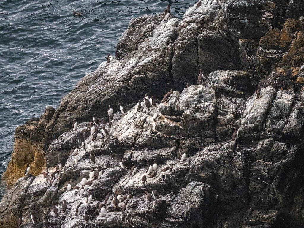 Razorbills and Gulls on South Stack Cliffs, Anglesey, Wales