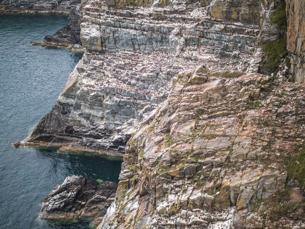 Razorbills and Gulls on South Stack Cliffs, Anglesey, Wales