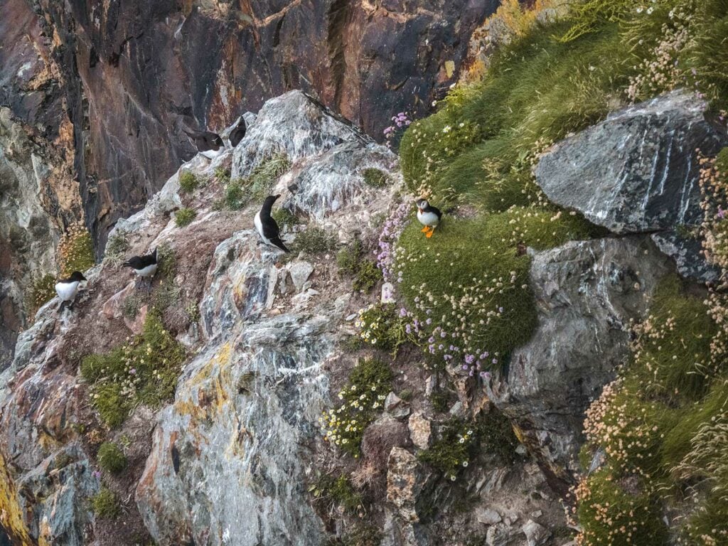 Puffins on South Stack Cliffs, Anglesey, Wales
