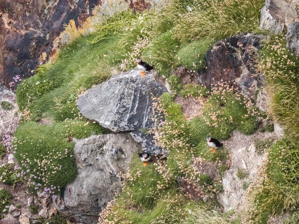 Puffins on South Stack Cliffs, Anglesey, Wales