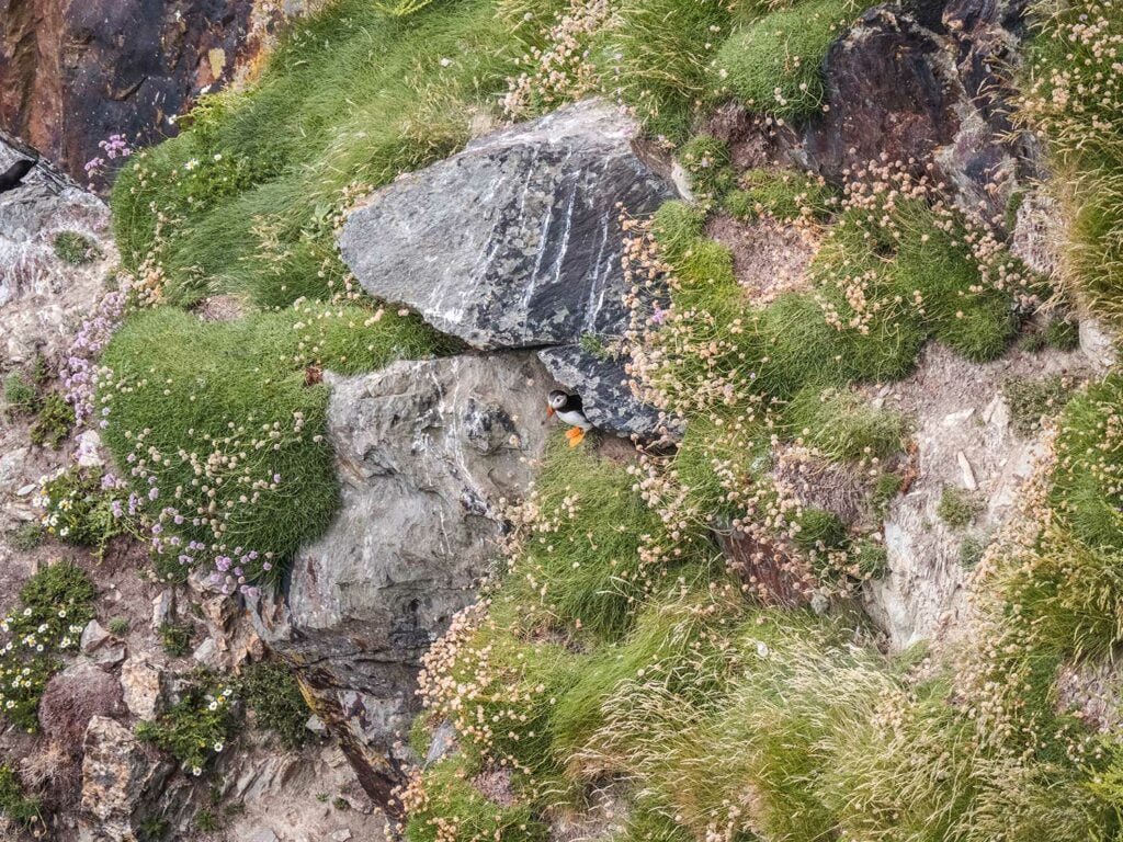 Puffins on South Stack Cliffs, Anglesey, Wales