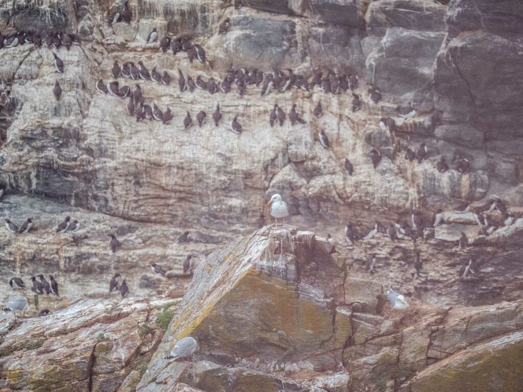 Razorbills and Gulls on South Stack Cliffs, Anglesey, Wales