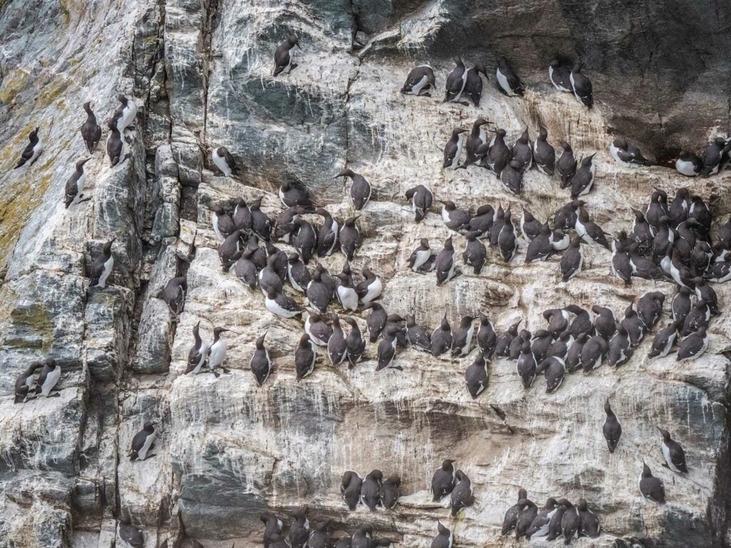 Razorbills and Gulls on South Stack Cliffs, Anglesey, Wales