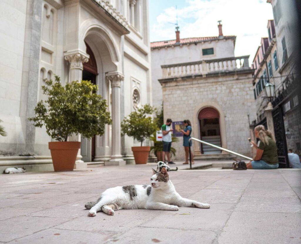 Cats in Dubrovnik Old Town, Croatia
