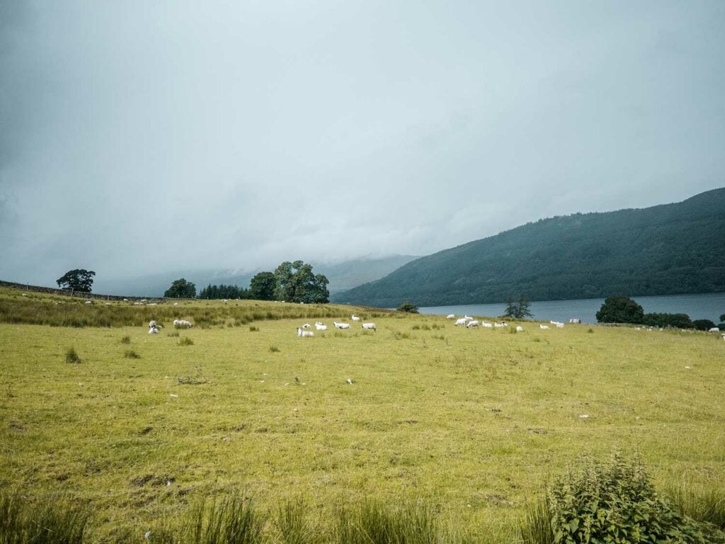 Sheep near the Falls of Acharn, Loch Tay, Scotland