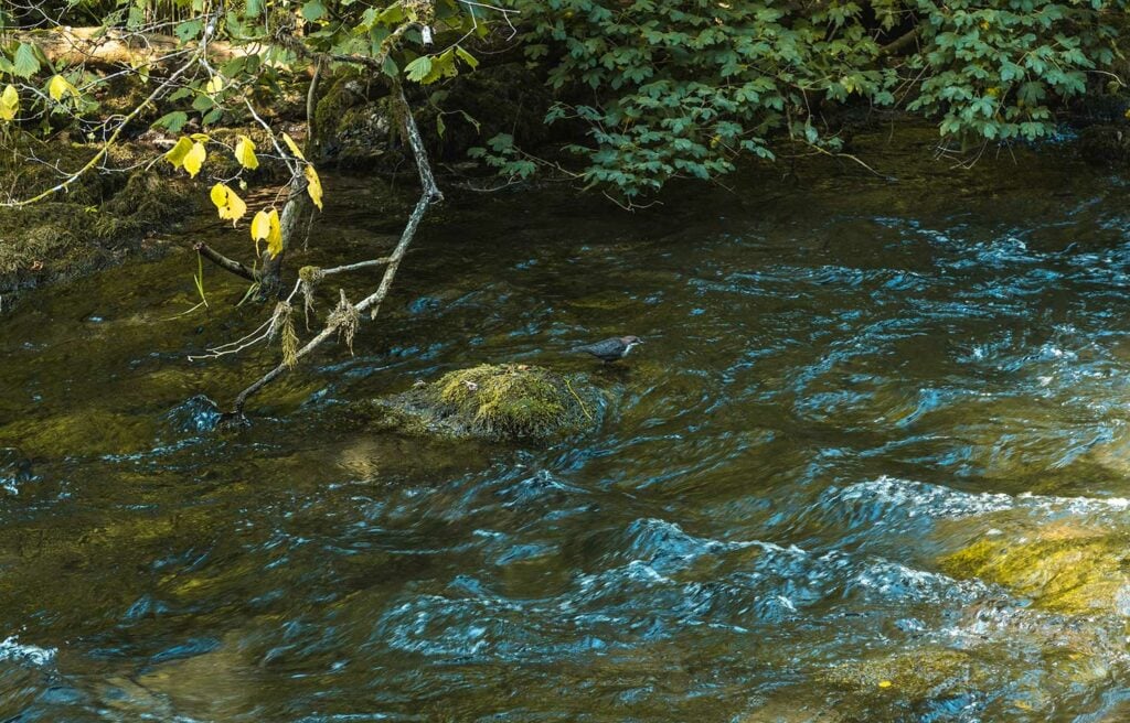 A dipper in the River Dove, one of the many species of bird you can find in the Dove Valley