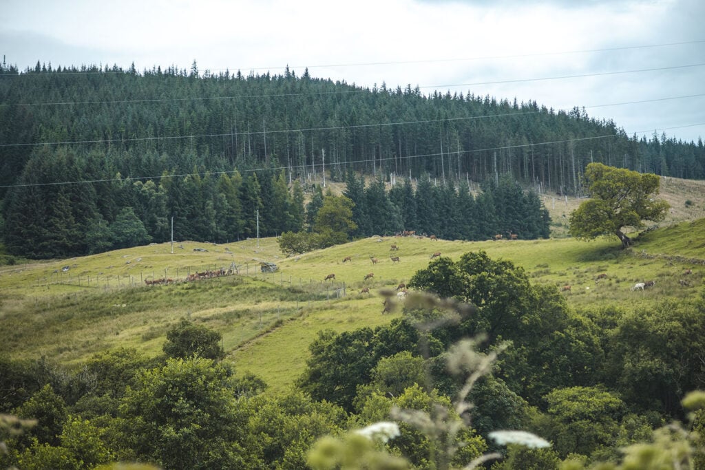 Deer in Tay Forest Park, Perthshire, Scotland