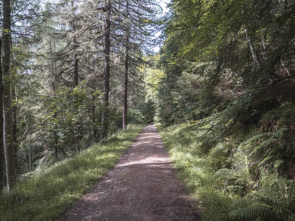 Path through the Forest on Drummond Hill, Tay Forest Park, Scotland