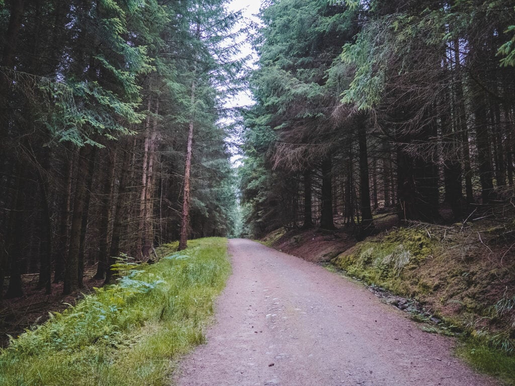 Path through the Forest on Drummond Hill, Tay Forest Park, Scotland