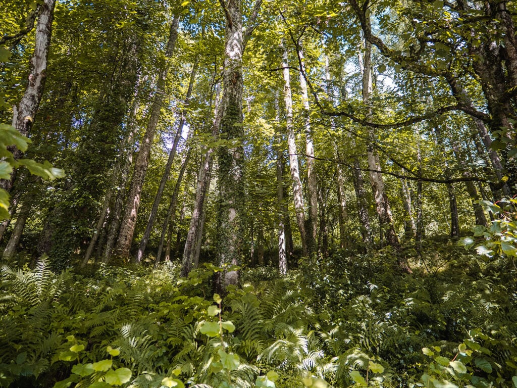 Forest on Drummond Hill, Tay Forest Park, Kenmore