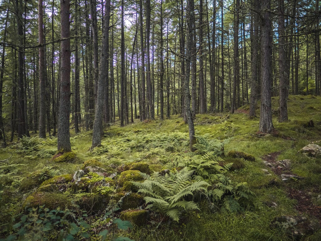 Forests surrounding the Falls of Bruar in Perthshire, Scotland