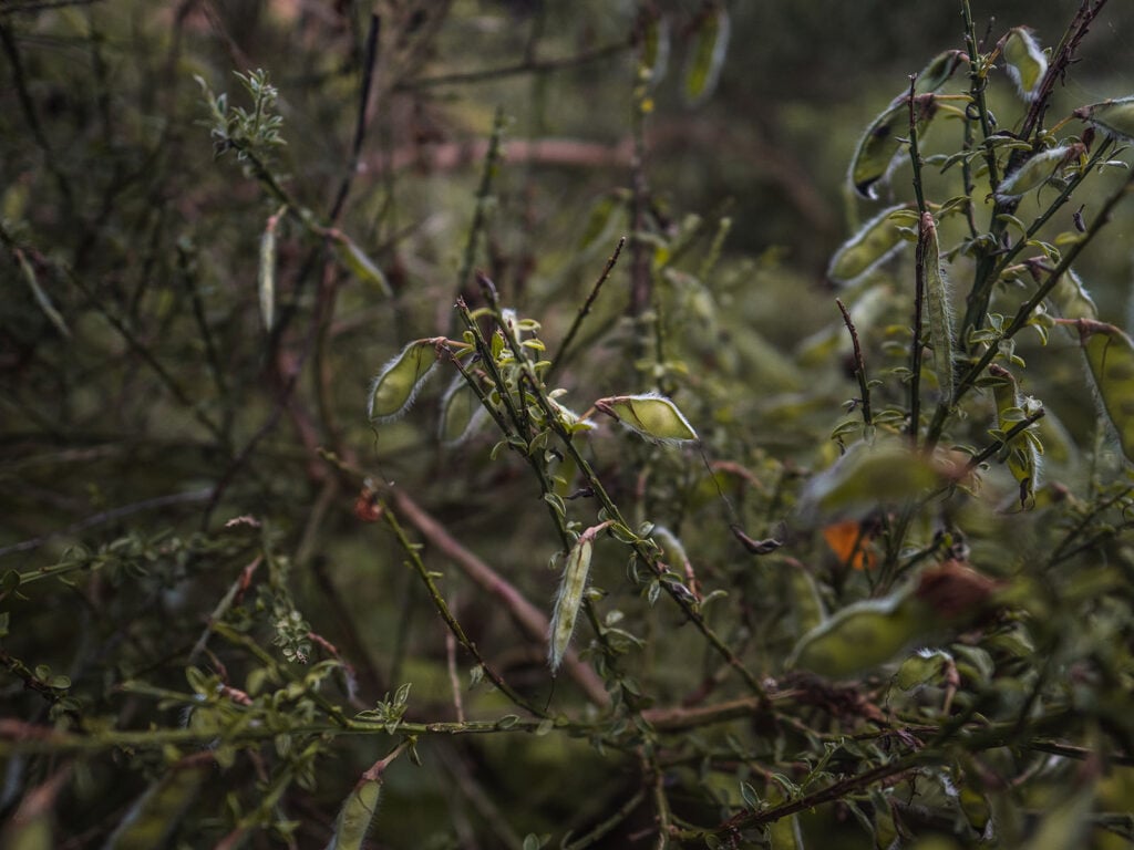 Scotch Broom Plant on Walk to The Falls of Bruar in Perthshire, Scotland