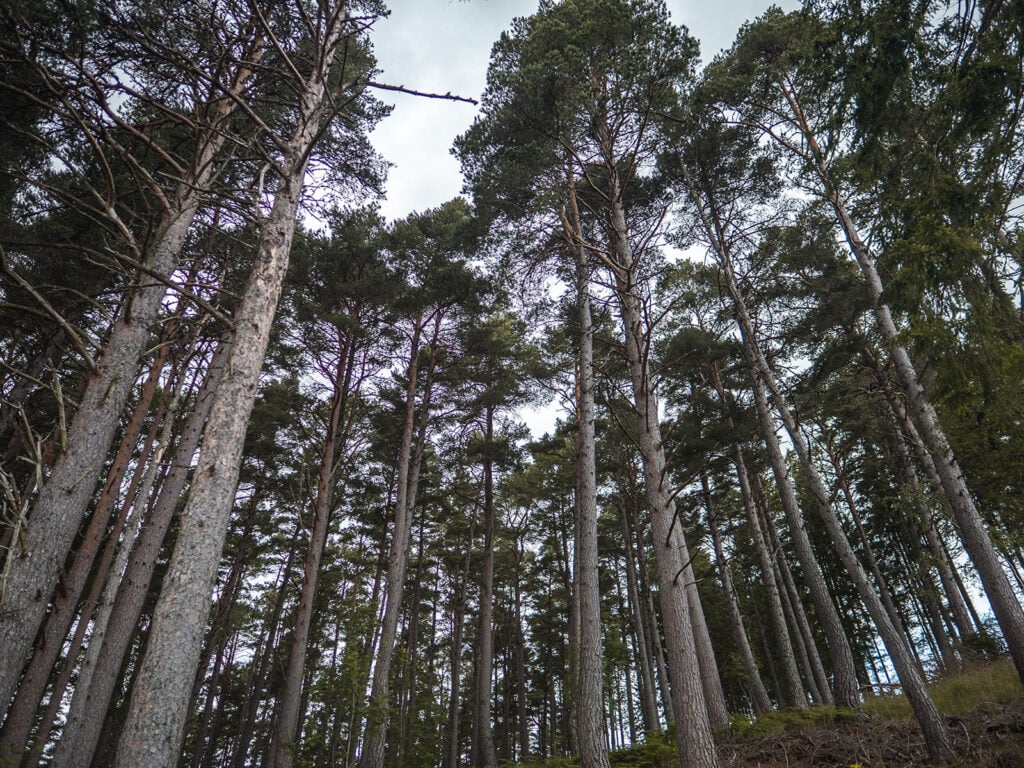 Forests surrounding the Falls of Bruar in Perthshire, Scotland
