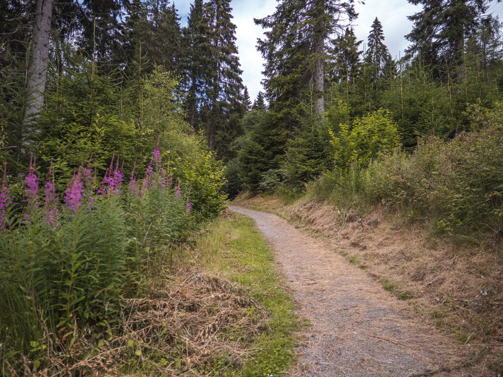 Walk Trail in Allean Forest in Tay Forest Park, Perthshire, Scotland