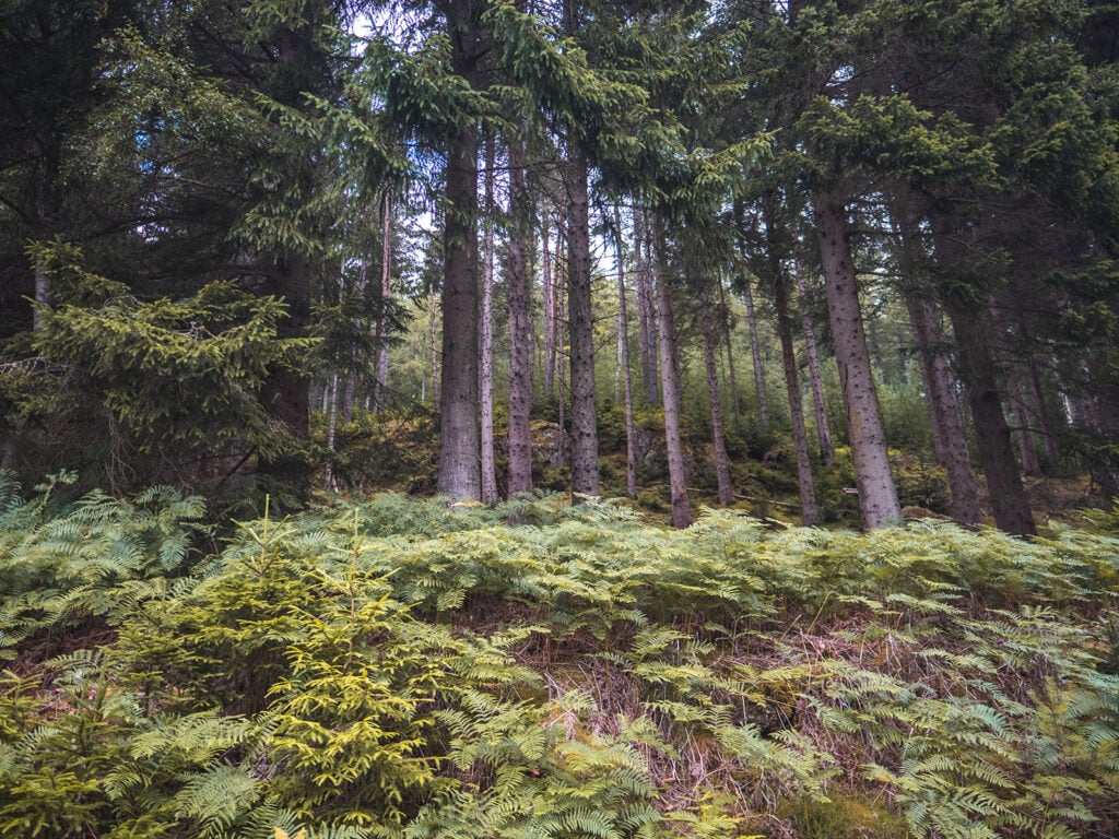 Allean Forest in Tay Forest Park, Perthshire, Scotland