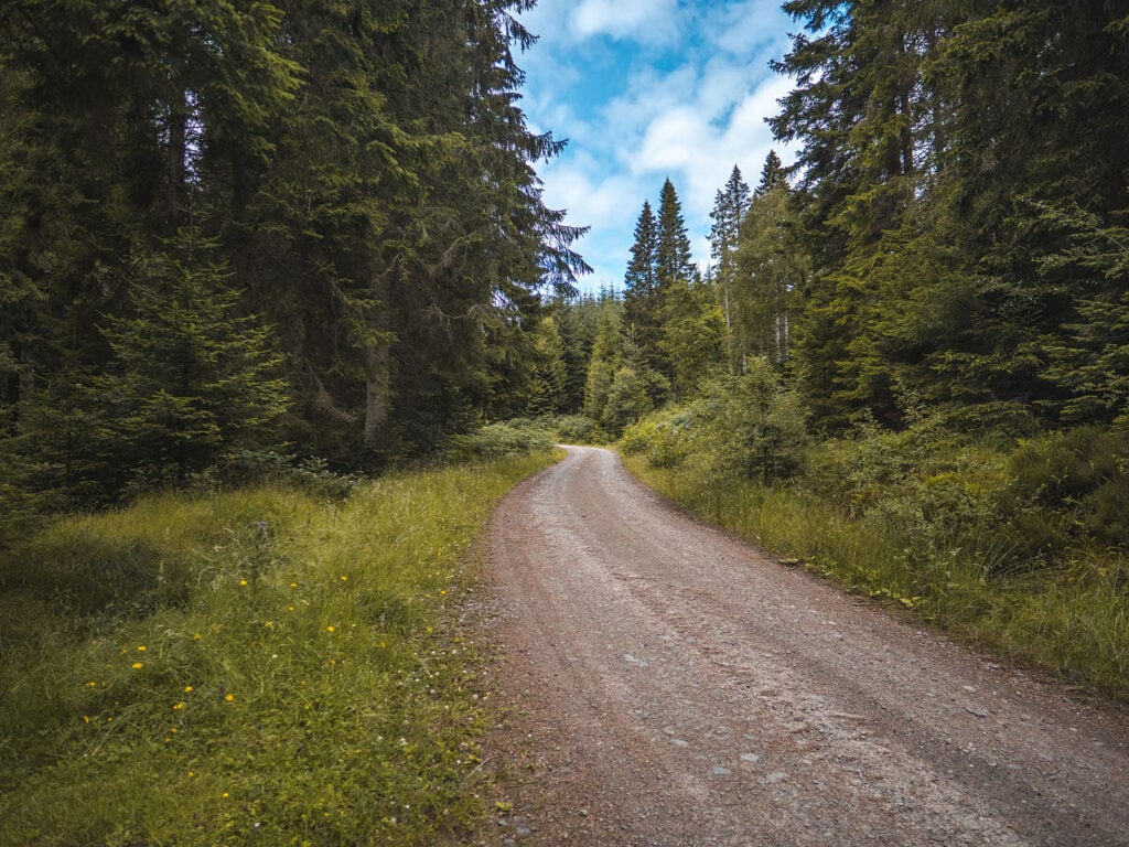 Walk Trail in Allean Forest in Tay Forest Park, Perthshire, Scotland