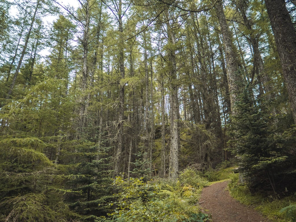 Allean Forest in Tay Forest Park, Perthshire, Scotland