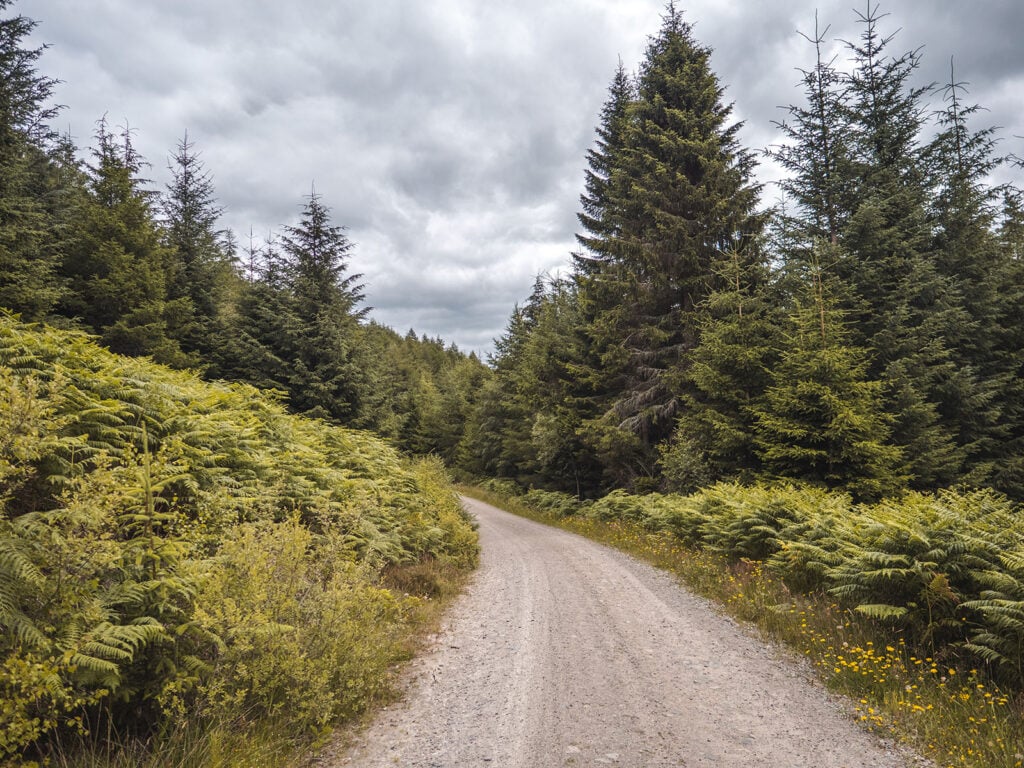 Walk Trail in Allean Forest in Tay Forest Park, Perthshire, Scotland