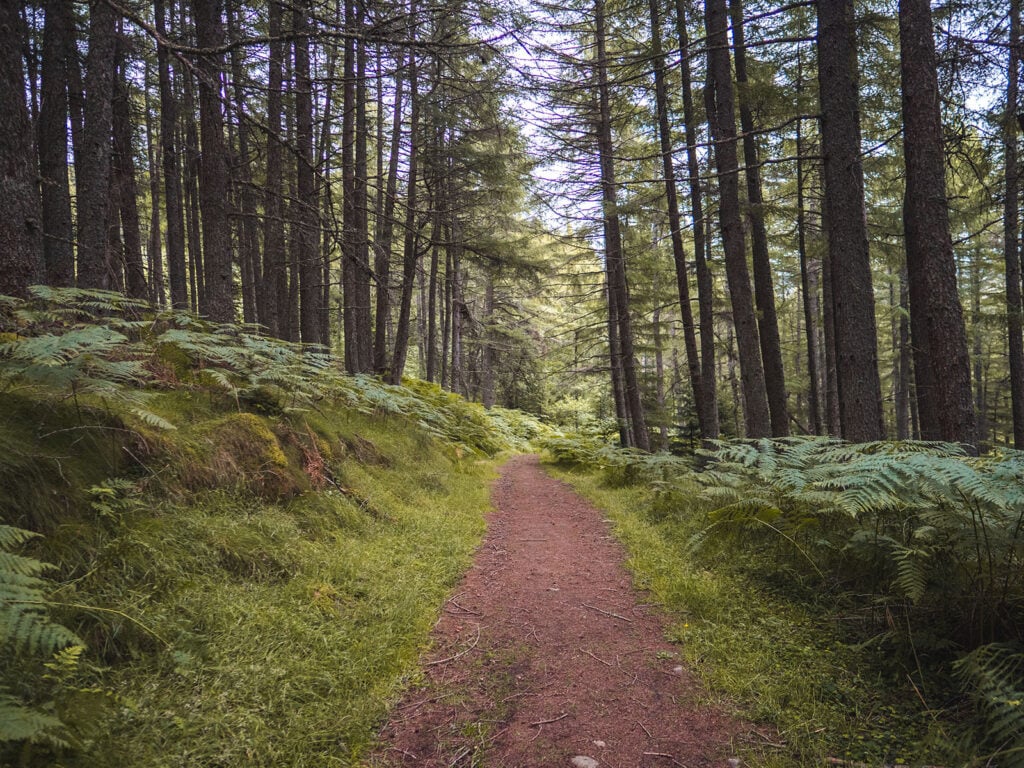 Walk Trail in Allean Forest in Tay Forest Park, Perthshire, Scotland
