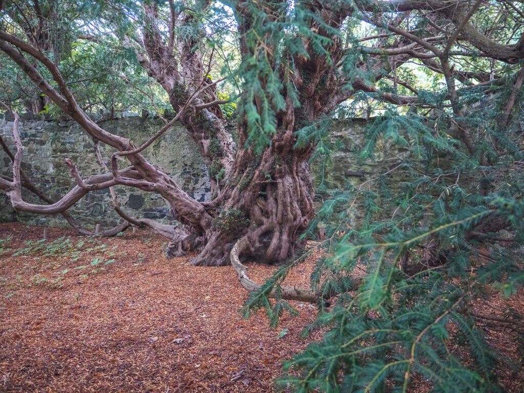 Fortingall Yew Tree in Perthshire, Scotland