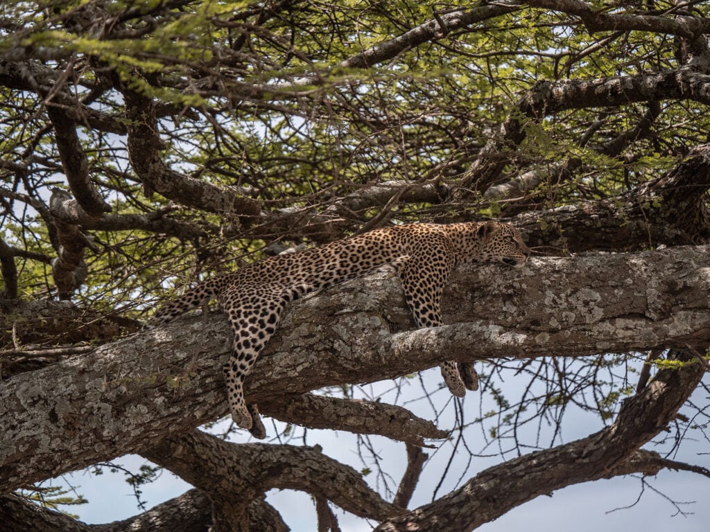 Leopard in a tree in the Serengeti, Tanzania